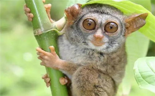 马来西亚眼镜猴