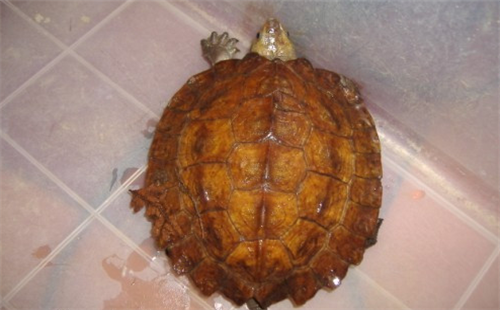 苏拉威西白头龟