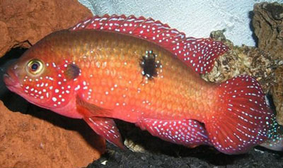 红宝石鱼|双斑伴丽鱼