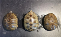 佛罗里达泥龟是保护动物吗？