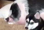 网友养了一只哈士奇和一只猪，每次为了叫猪起床