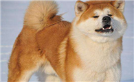秋田犬和柴犬是一个品种吗
