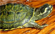冠背龟是全水龟还是半水龟？